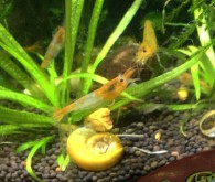 Креветки Неокаридины – яркое украшение аквариума