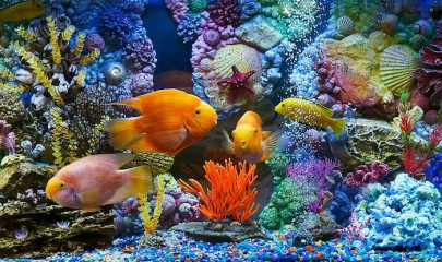 Как выбрать задний фон для аквариума