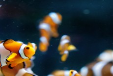 Какие рыбы меняют пол в течение жизни