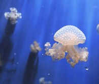 How to Keep Jellyfish in an Aquarium