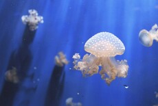 How to Keep Jellyfish in an Aquarium