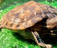 The Best Aquarium for Red-Eared Slider Turtles