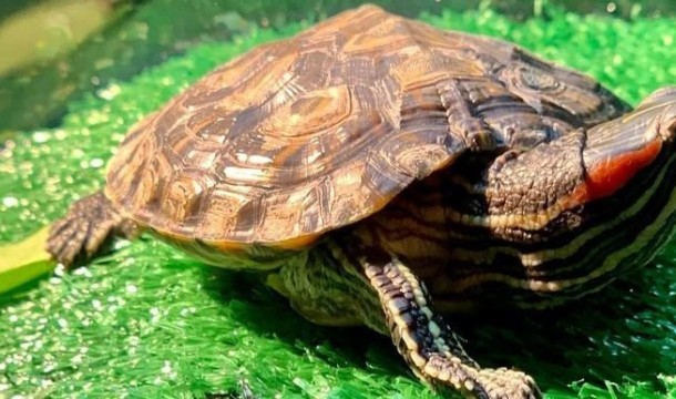 The Best Aquarium for Red-Eared Slider Turtles