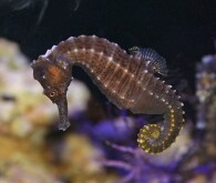 Keeping Seahorses in an Aquarium