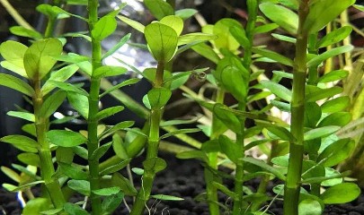 Описание аквариумного растения Аммания бонсай