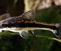 Отоцинклюс