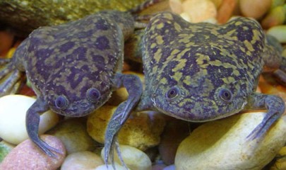 4 красивых вида лягушек для аквариума