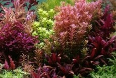 Трудности выращивания: рейтинг неприхотливости красных аквариумных растений