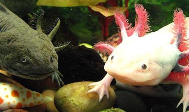 The Most Unusual Aquarium Inhabitants