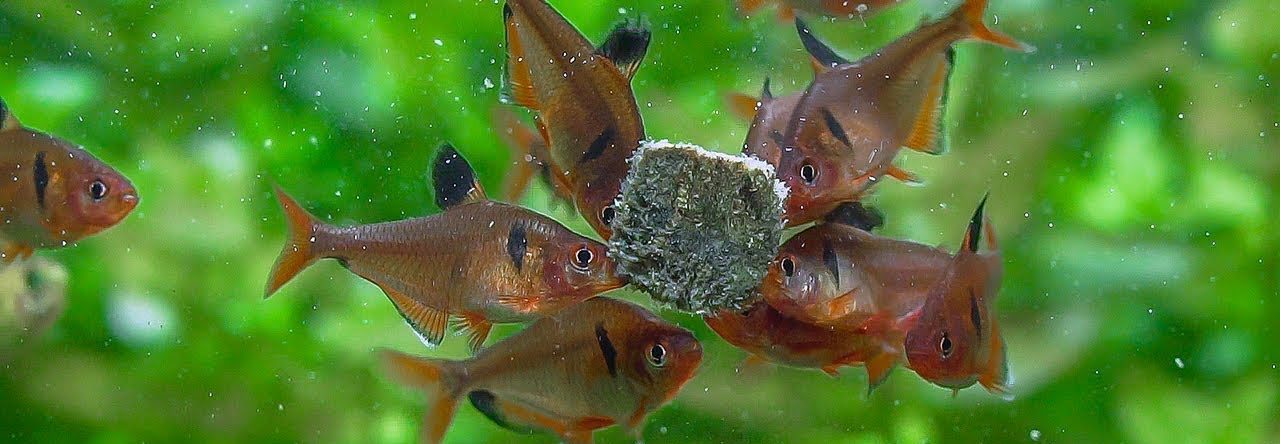 Аквариумная рыбка Минор: фото, содержание и кормление, размножение и разведение.