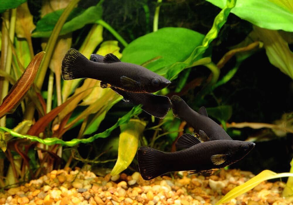 Черная рыба жив. Аквариумные рыбки черные моллинезии. Аквариумная рыбка Моллинезия черная. Рыбка Моллинезия черная. Чёрная Молли (Моллинезия).