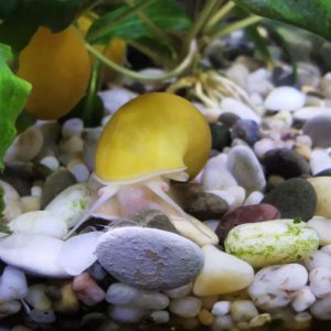 Борьба с водорослями в аквариуме: рыбы-водорослееды