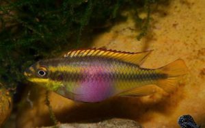 Pelvicachromis pulcher var. Cameroon