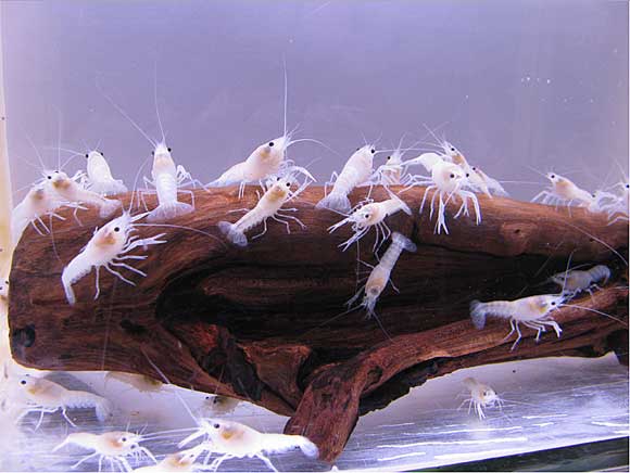 размножение аквариумных раков