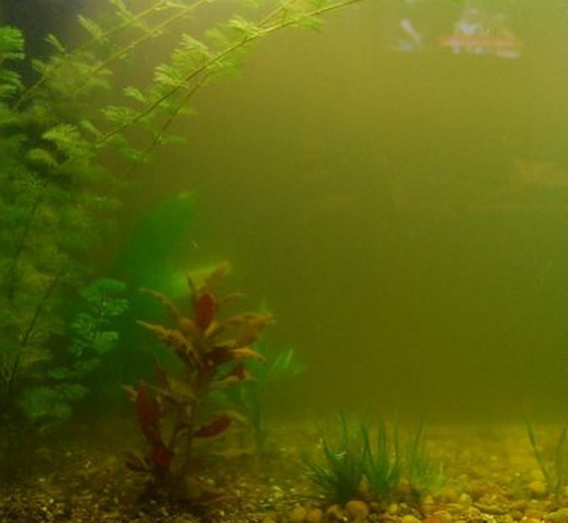 Мутная вода в аквариуме: причины и методы устранения