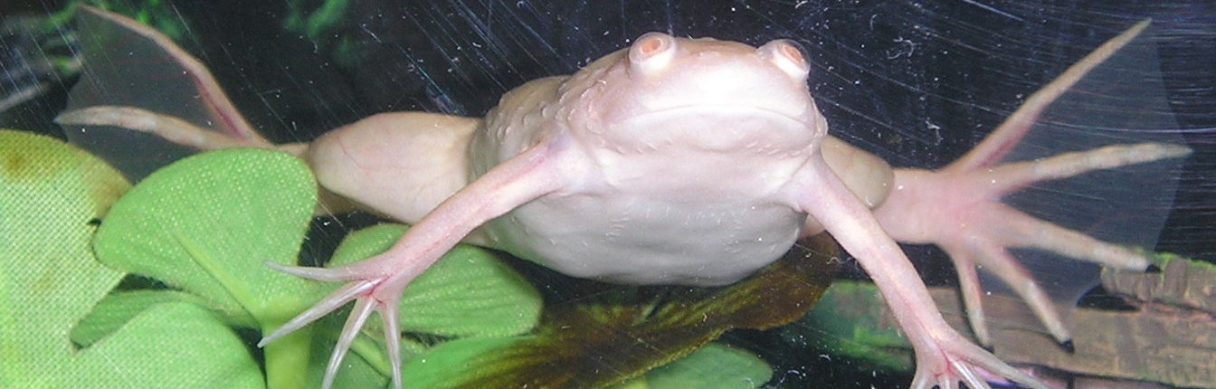 Лягушка альбинос