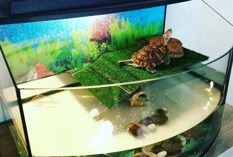 Как правильно оборудовать аквариум для красноухой черепахи