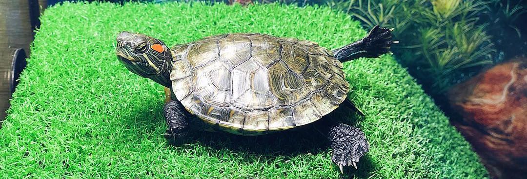 оформление аквариума для красноухой черепахи