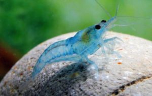 Голубая жемчужина креветка в аквариуме