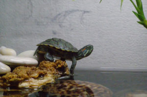 террариум для водной черепахи