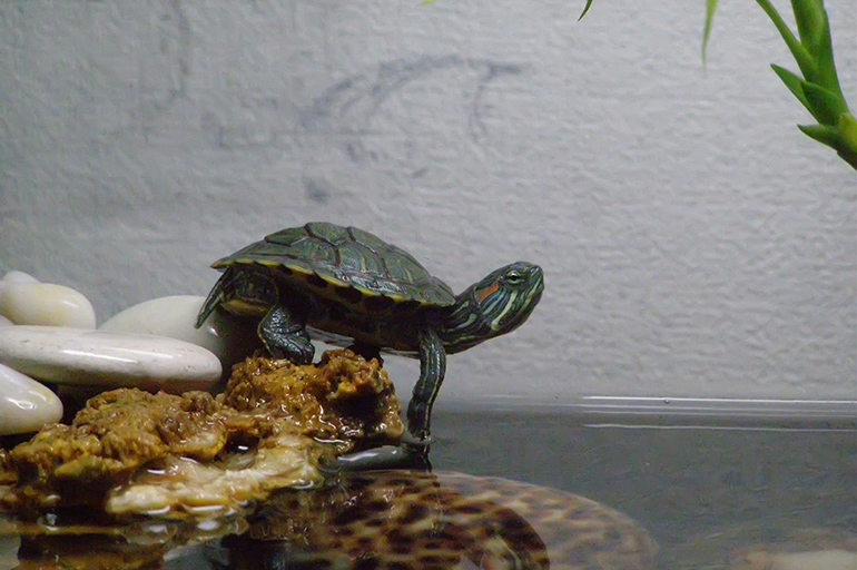 Можно ли красноухой черепахе гулять по квартире?