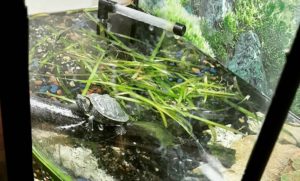 черепаха аквариум
