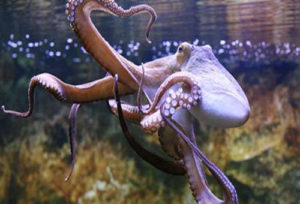 осьминоги обитатели аквариума