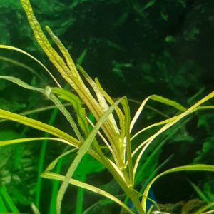 болезнь аквариумных растений