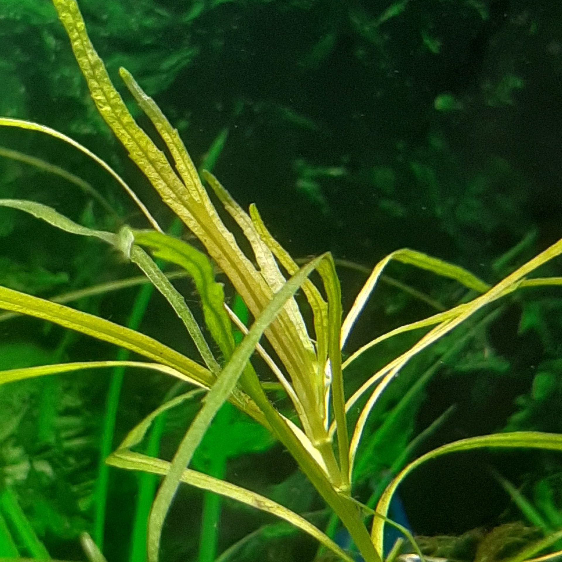 Почему желтеет аквариум. Аквариумная Осока водоросль. Ньяса аквариумное растение. Хлороз растений в аквариуме. Хлороз листьев аквариумных растений.