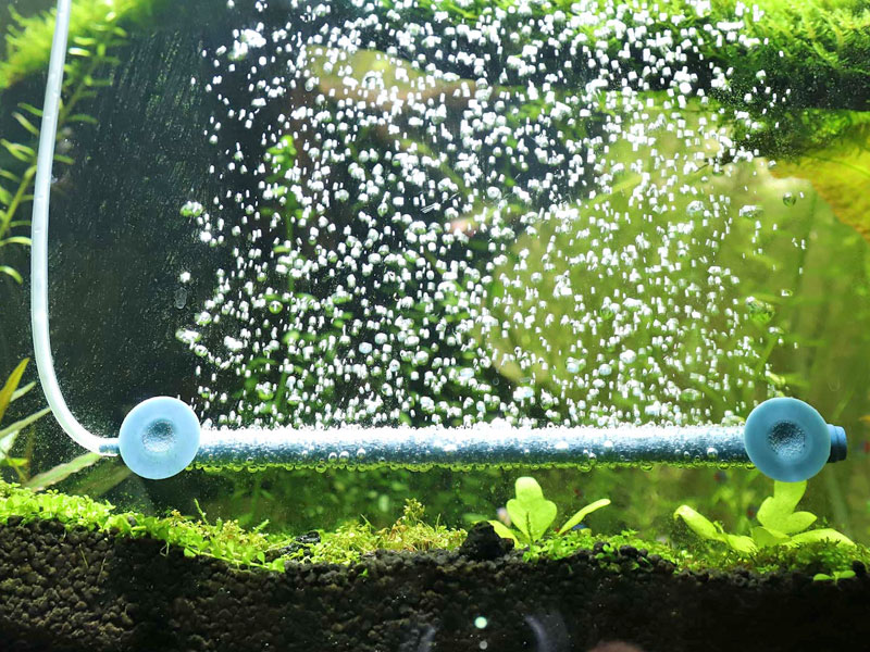 Аквариумная флейта в толще воды СО2