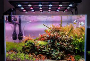 водоросли в аквариуме виды