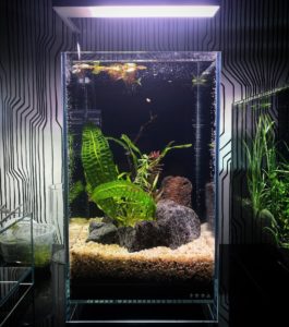 аквариум с растениями