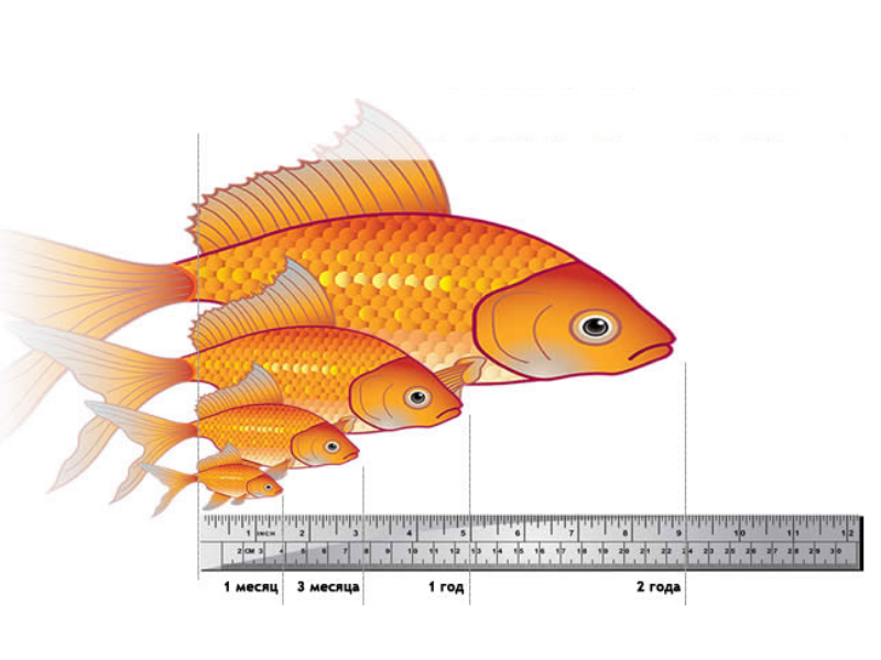 Длина рыб